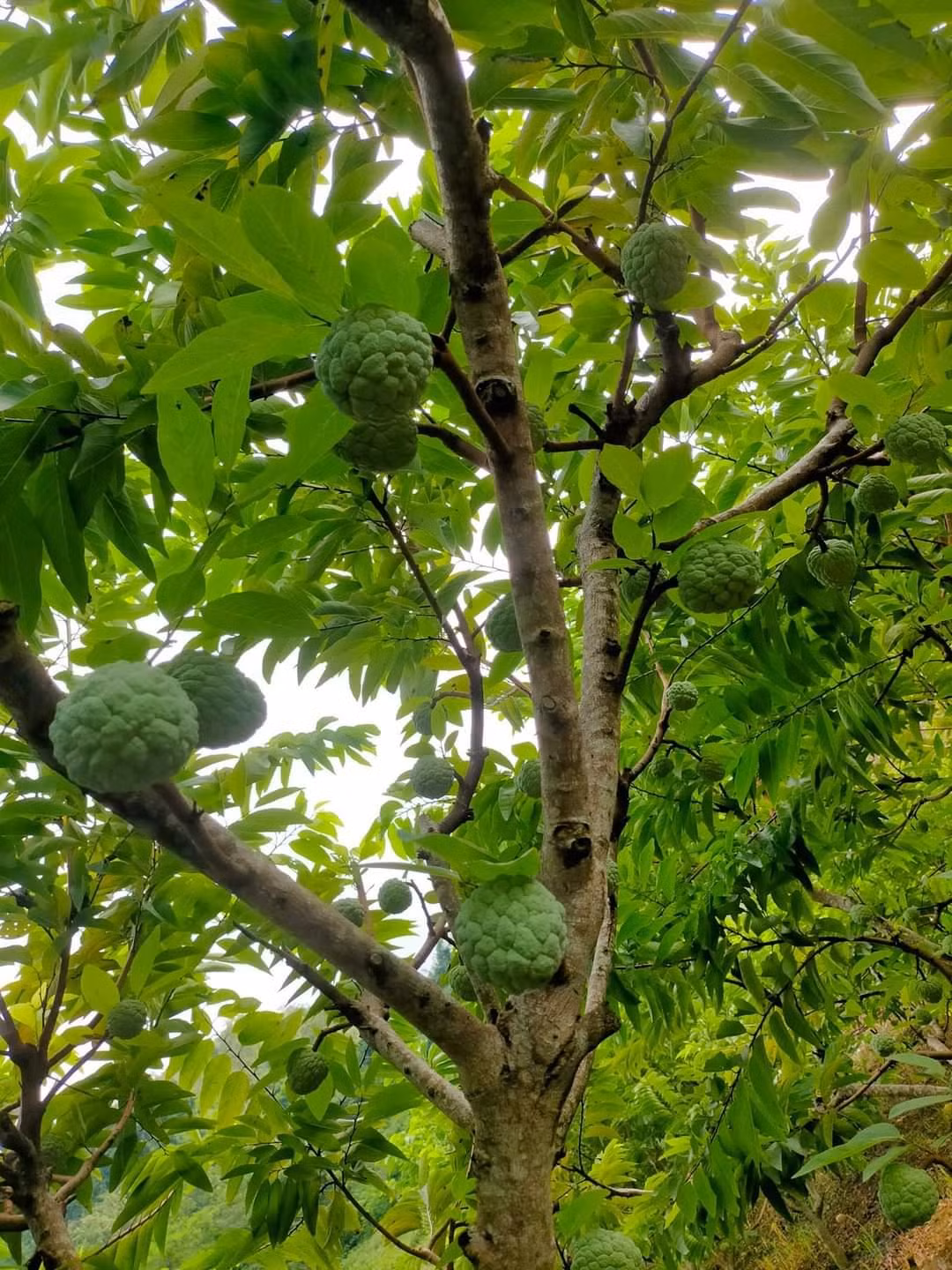 ảnh na trái vụ 3.jpg