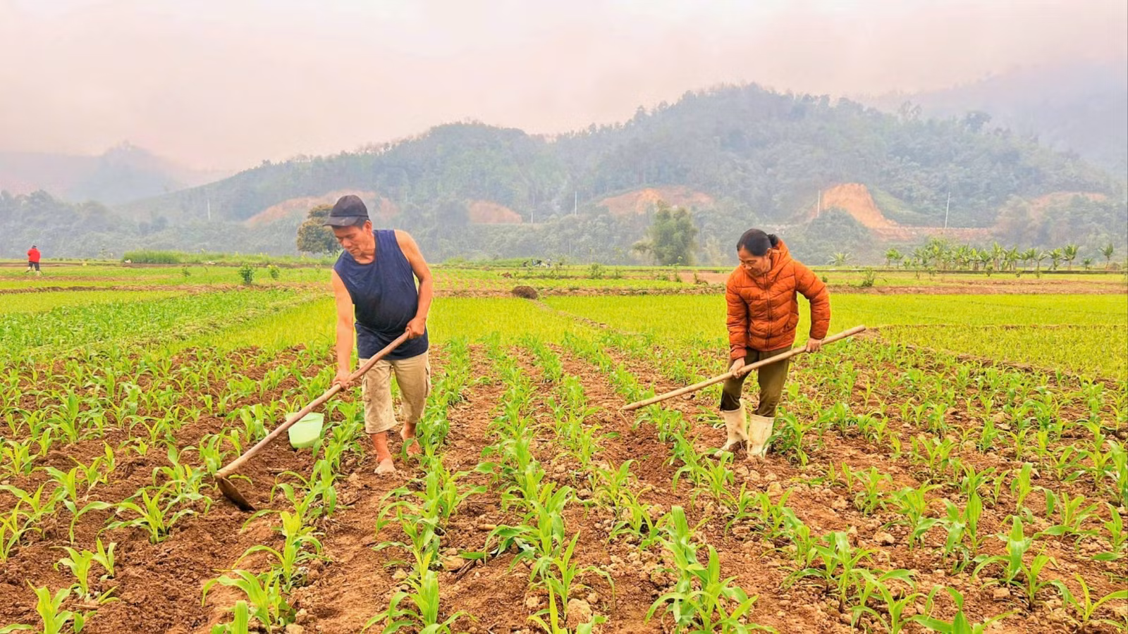 vo-chong-ba-dang-thi-may-thon-an-tien-xa-son-hai-dang-cham-soc-tung-luong-ngo-mong-mua-boi-thu.jpg