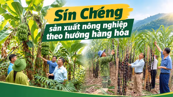 Sín Chéng sản xuất nông nghiệp theo hướng hàng hóa