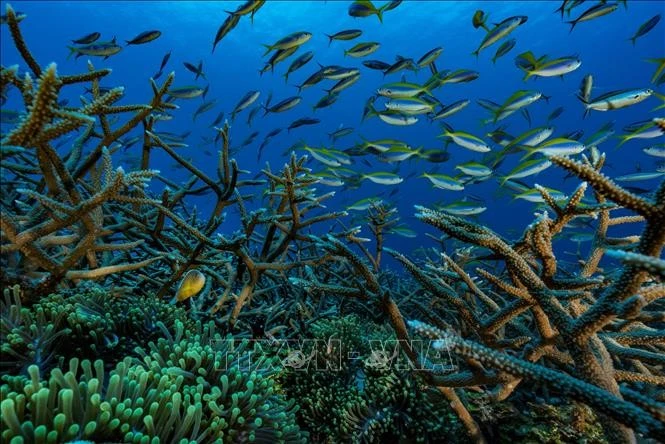 Các loài cá tại vùng biển ngoài khơi Mayotte, Pháp.