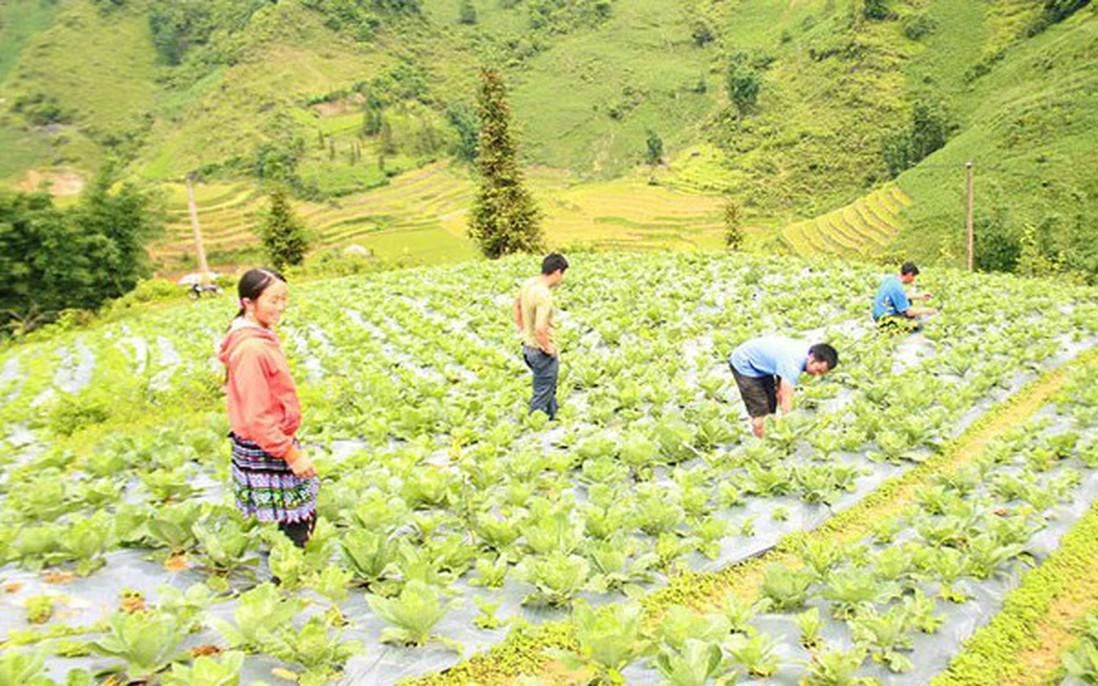 Canh tác rau ôn đới là hướng đi đúng đắn giúp chị em phụ nữ dân tộc thiểu số ở xã Lùng Phình phát triển kinh tế, xóa đói giảm nghèo bền vững.