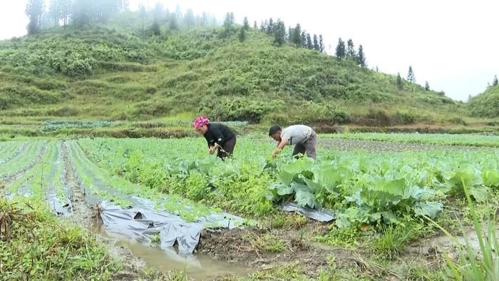 Chị em phụ nữ người dân tộc thiểu số ở xã Lùng Phình rất tích cực mở rộng diện tích gieo trồng để tăng thêm thu nhập.