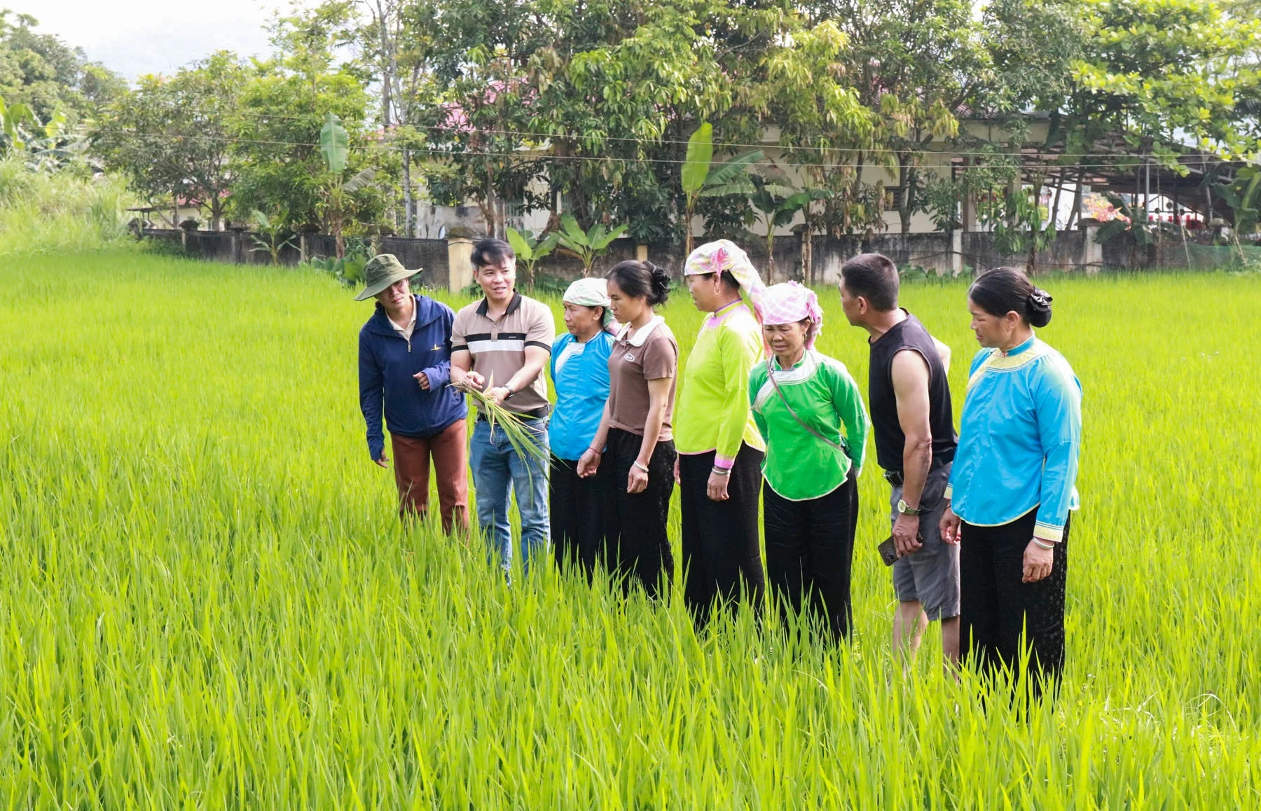 huong-dan-ba-con-nong-dan-cahs-phong-tru-sau-benh-hai-tren-cay-lua.jpg