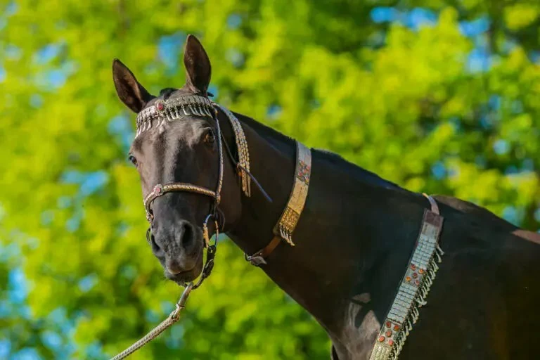 Ngựa Akhal-Teke trong lễ hội của người Turkmenistan.