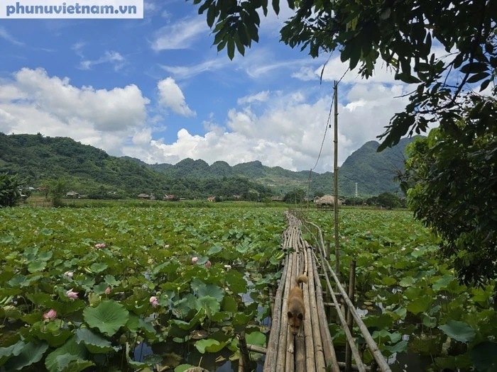 Đầm sen là điểm check-in thu hút người dân trong và ngoài bản.