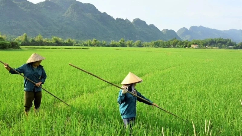 Đào tạo, đào tạo lại, đào tạo bồi dưỡng nâng cao trình độ kỹ năng nghề cho các lao động nông thôn.