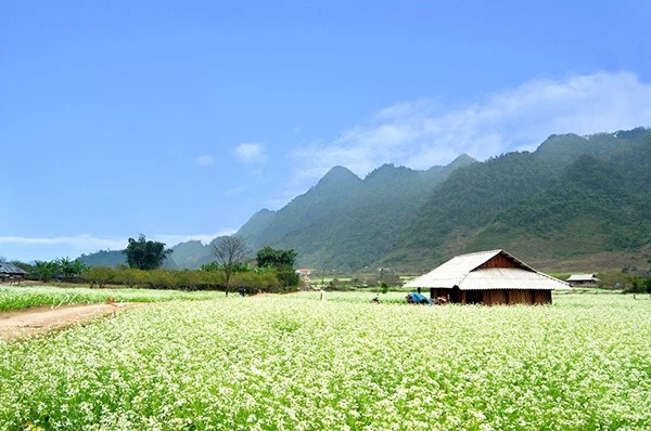 di-du-lich-moc-chau-thang-11-ngam-hoa-cai-no-trang-doi.jpg