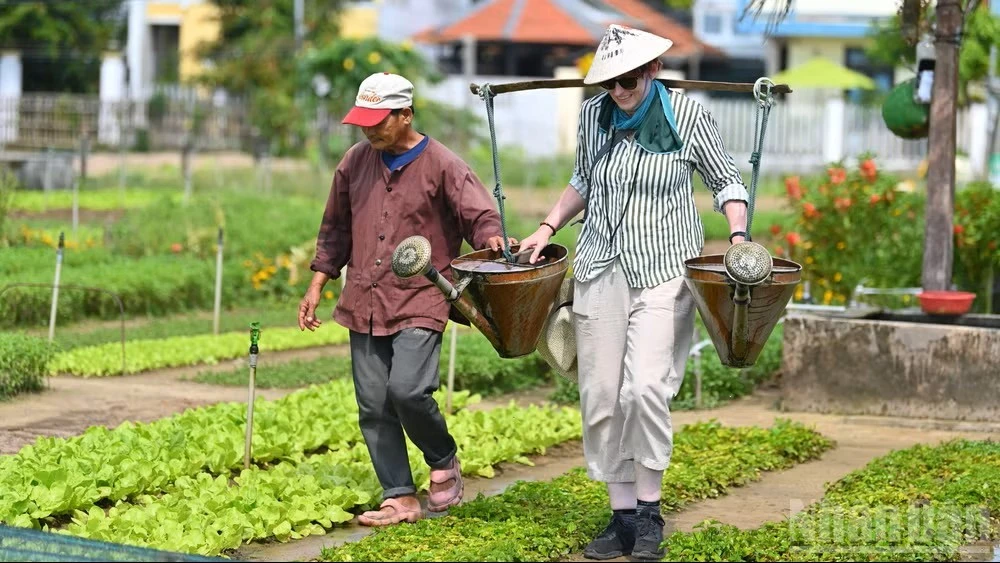 Đến Việt Nam, khách quốc tế thích thú khi được trải nghiệm các hoạt động trồng rau, tưới cây và tận hưởng không gian trong lành của làng quê ở Hội An (Ảnh: THẾ ĐẠI)