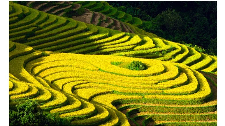 ruong-bac-thangthon-van-ho-mua-lua-chin-anh-tran-hau.jpg
