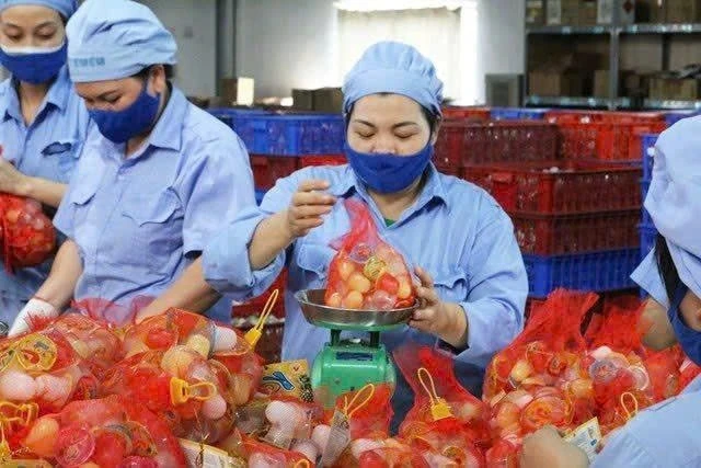 Công nhân làm việc tại Nhà máy Vietfoods, Khu công nghiệp Hapro, Hà Nội.