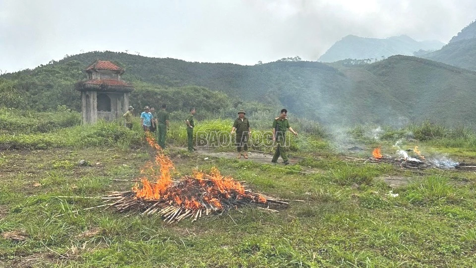 baolaocai-c_to-cong-tac-da-thu-giu-va-tien-hanh-tieu-huy-hon-250-coc-tre-cung-hon-1000-que-dinh-nhua.jpg