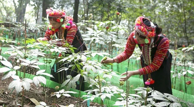 Vườn sâm Lai Châu đạt chuẩn GACP-WHO – mô hình kết hợp bảo tồn và phát triển kinh tế xanh.