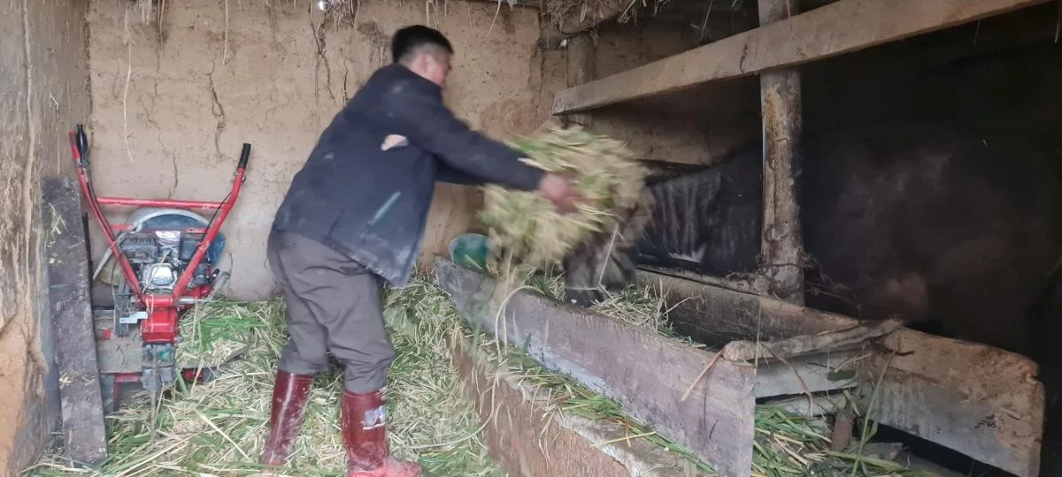 Những ngày rét đậm, ông Sùng A Quả cho trâu ăn tại chuồng.