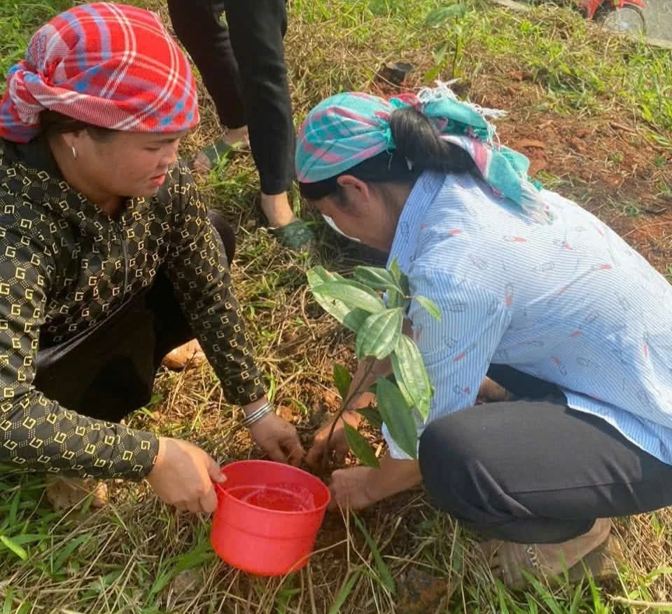 Tập huấn trồng quế hữu cơ tại hiện trường ở xã Bảo Thắng, Lào Cai.