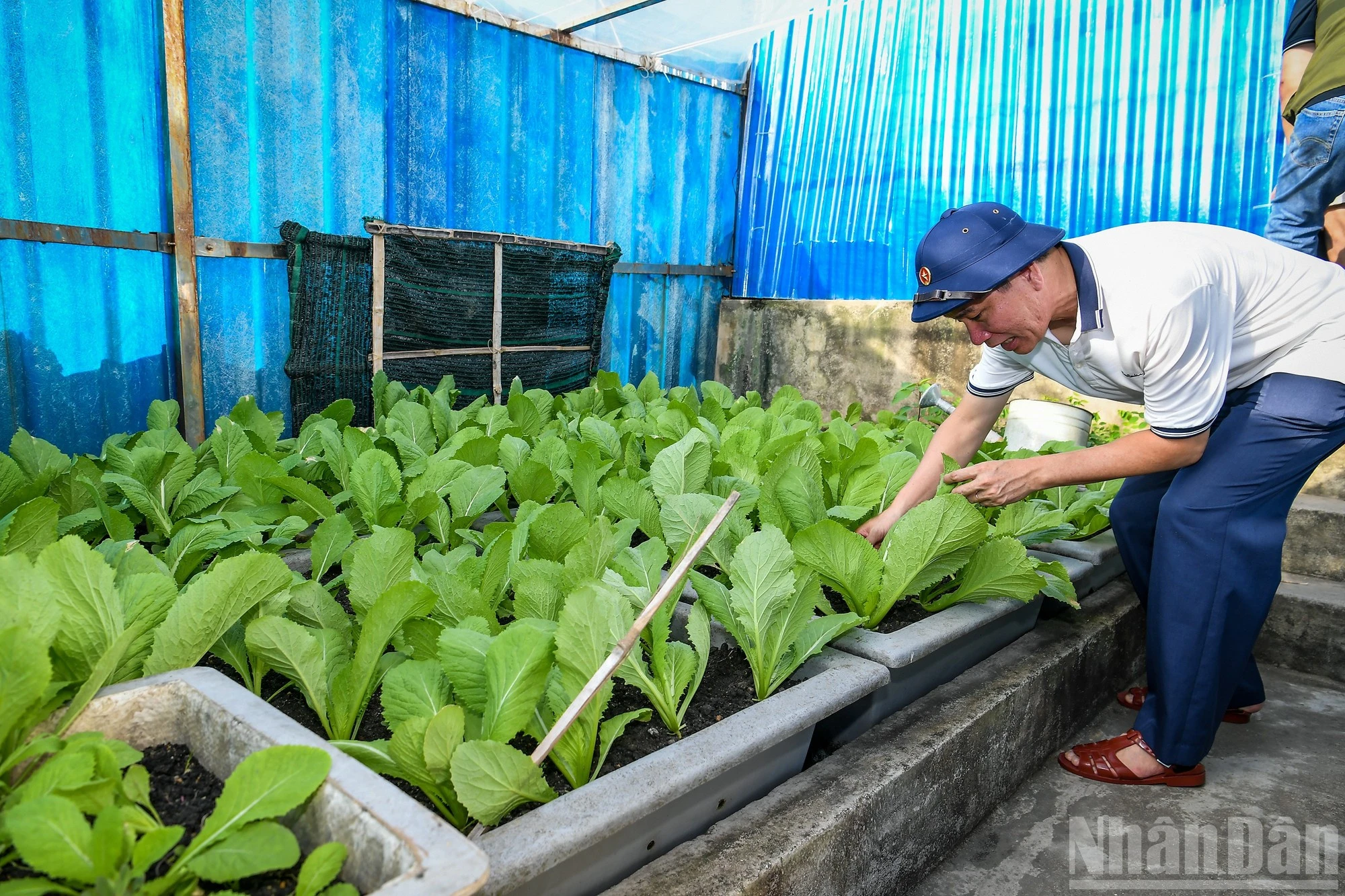 Nhà báo Thành Châu (Báo Nhân Dân) thăm vườn rau tại đảo Đá Thị.