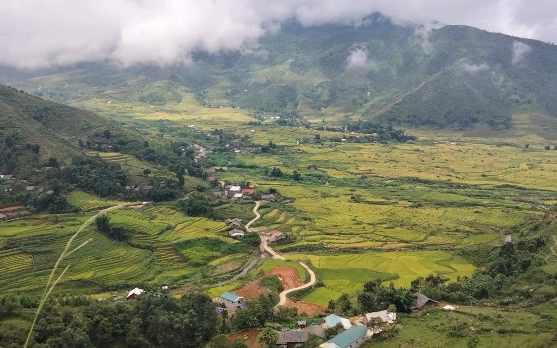 Mùa lúa chín ở xã Ngũ Chỉ Sơn, tỉnh Lào Cai.