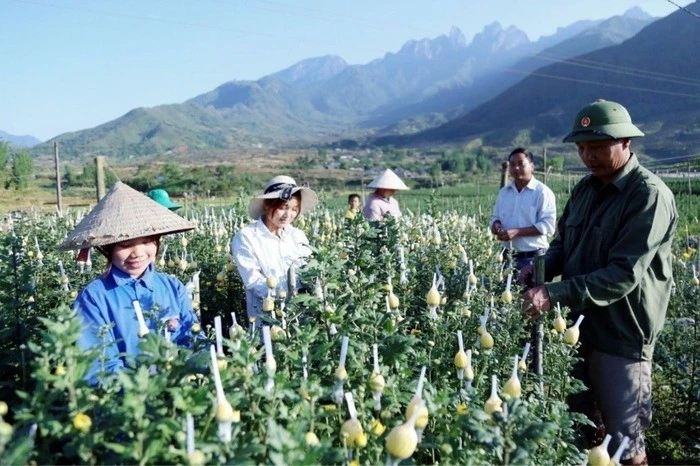 Mô hình trồng hoa tươi ở xã Ngũ Chỉ Sơn.