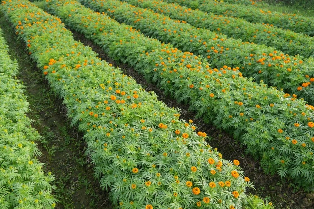 Những luống hoa thẳng tắp đẹp mắt.