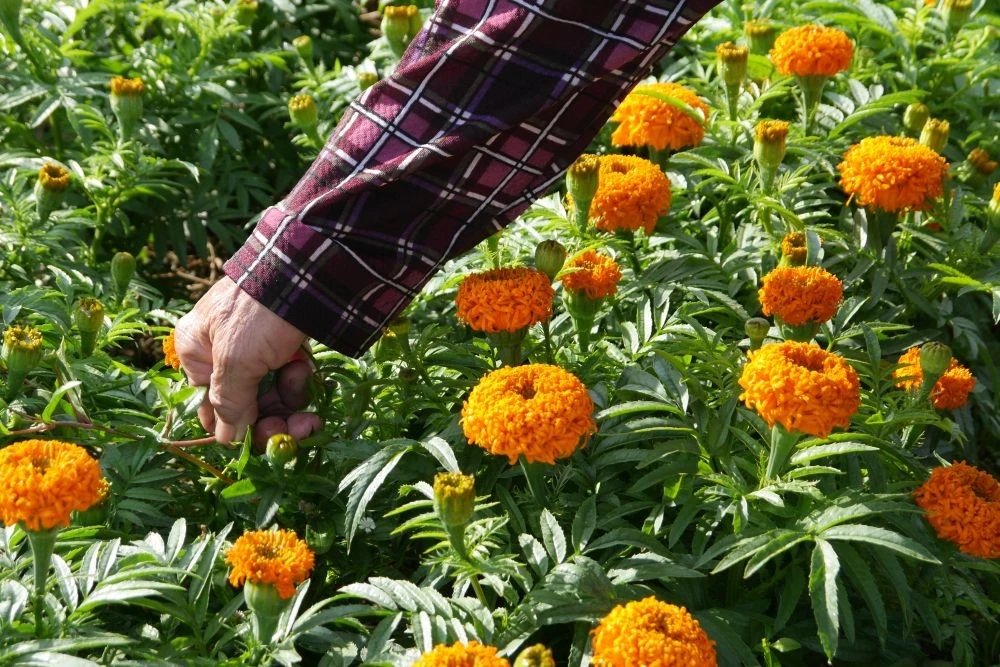 Đang chăm chút cho từng bông hoa của mình, cô Lý Mỹ Linh (65 tuổi) nông dân trồng hoa tại đây, cho biết: "Vụ hoa Tết, thửa của cô đa số là trồng hoa vạn thọ. Giá hoa bỏ mối cho thương lái giao động từ 6 - 8 ngàn/cây, tuỳ loại và theo yêu cầu. Thời tiết thất thường những ngày qua cũng ảnh hưởng đến năng suất".