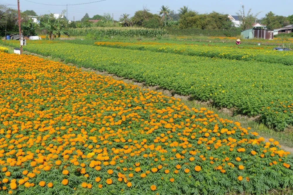 Vạn thọ bung nở tạo nên những "thảm hoa" rực rỡ, là một điểm tham quan, chụp ảnh lý tưởng cho mọi người.