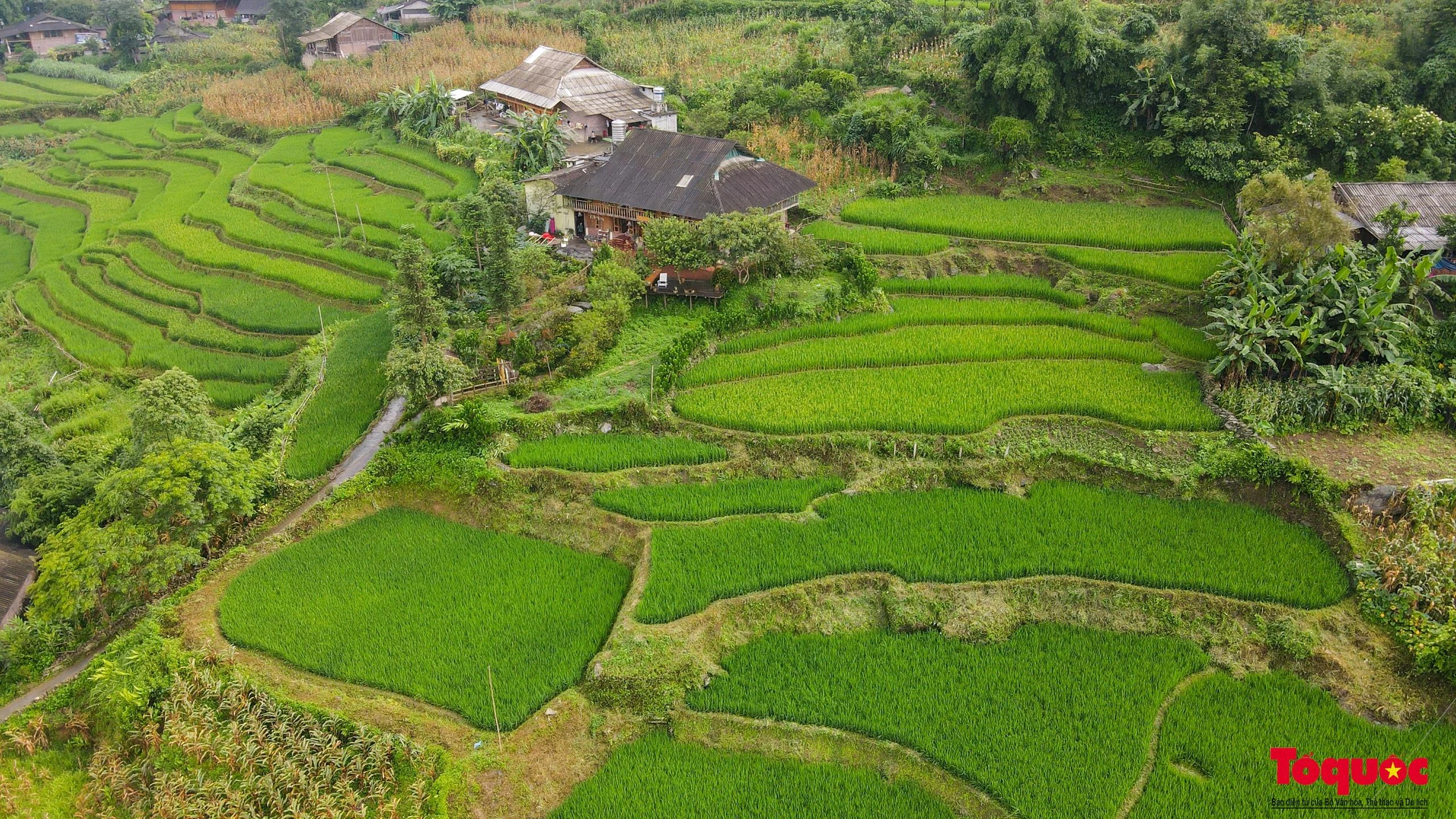 "Mùa lúa xanh ở Sapa cũng đẹp không kém mùa lúa vàng, với tôi mùa lúa xanh ngắm nhìn thích hơn vì màu xanh dịu mát. Du khách nước ngoài cũng lựa chọn mùa này để đến Sapa nhiều hơn" - Chị Cao Hương chủ La Beauté Sa Pa chia sẻ.