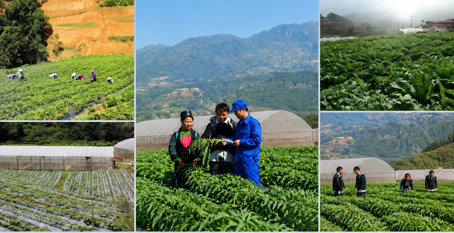 Các sở, ngành, địa phương khẩn trương triển khai đồng bộ các nhiệm vụ phát triển dược liệu.
