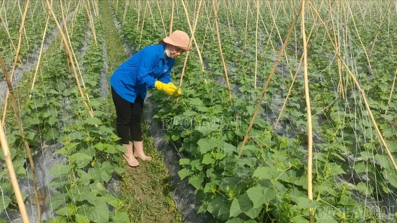 baolaocai-c-z7243131628346-bccd93179550739ae12435cc8bfff41a.jpg