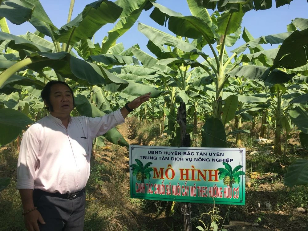 Mô hình trồng chuối sứ theo hướng hữu cơ của Hợp tác xã Nông nghiệp Đồng Thuận Phát (xã Thường Tân, huyện Bắc Tân Uyên) mang lại hiệu quả kinh tế cao.