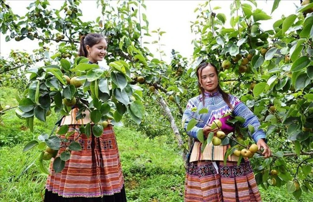 Nông dân trồng lê tại địa phương phấn khởi vì sản phẩm được mùa được giá.