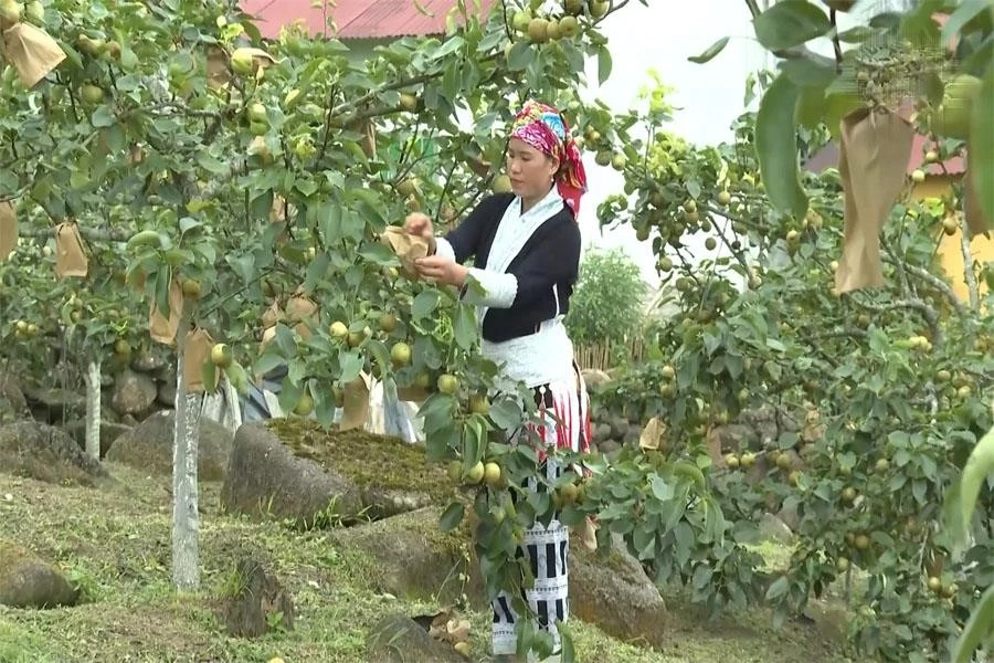 Hàng trăm gốc lê VH6 của gia đình chị Tẩn Tả Mẩy ở thôn Kin Chu Phìn 1, xã Nậm Pung, huyện Bát Xát, tỉnh Lào Cai được vin cành, tỉa quả, bón phân theo đúng hướng dẫn của cán bộ khuyến nông, từng quả lê được bọc cẩn thận.