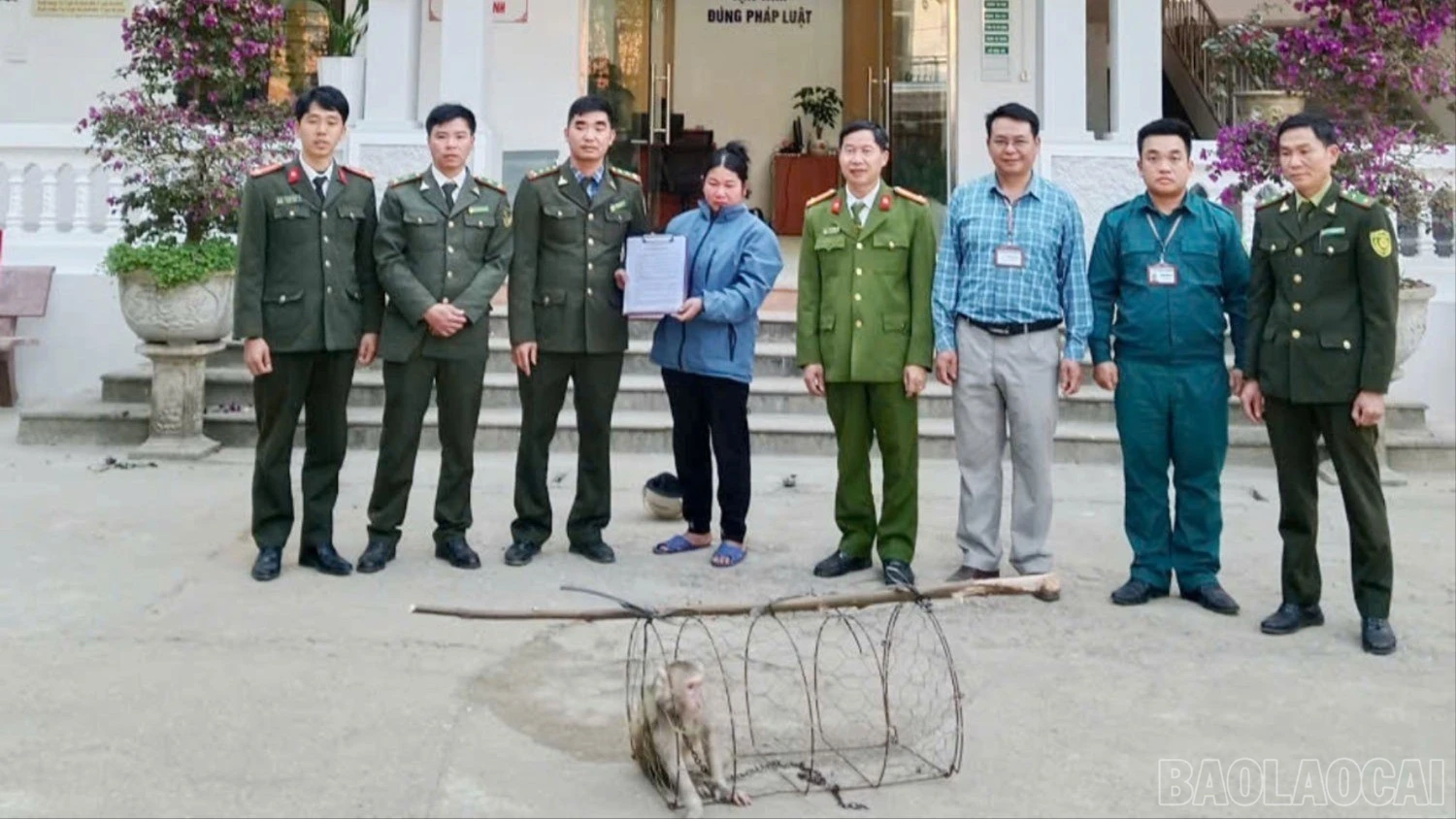 baolaocai-tr-2-3964.jpg