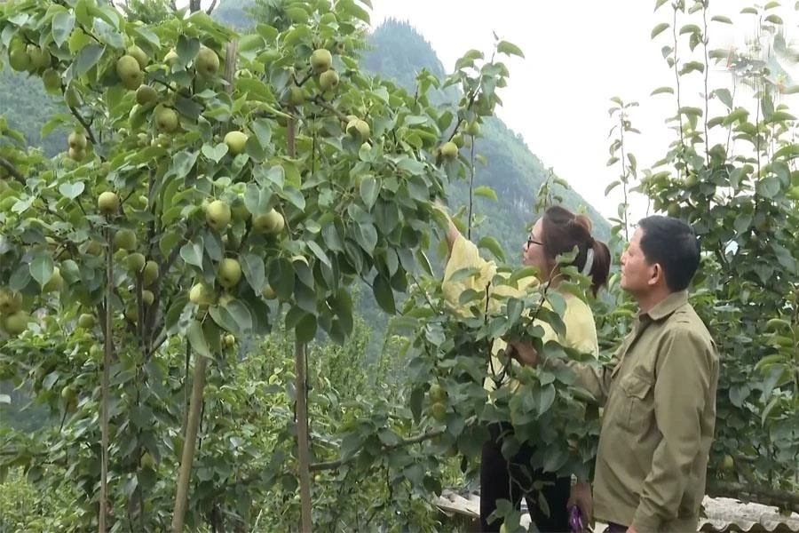 Vườn lê của gia đình ông Cư Seo Vần, thôn Lao Chải, xã Quan Hồ Thần, huyện Si Ma Cai, tỉnh Lào Cai chuẩn bị cho thu hoạch.