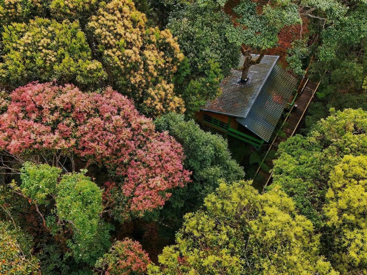 Măng Đen Treehouse (Quảng Ngãi) vừa trở thành một trong năm đại diện của Việt Nam được đề cử giải thưởng "Làng du lịch tốt nhất thế giới" năm 2026.