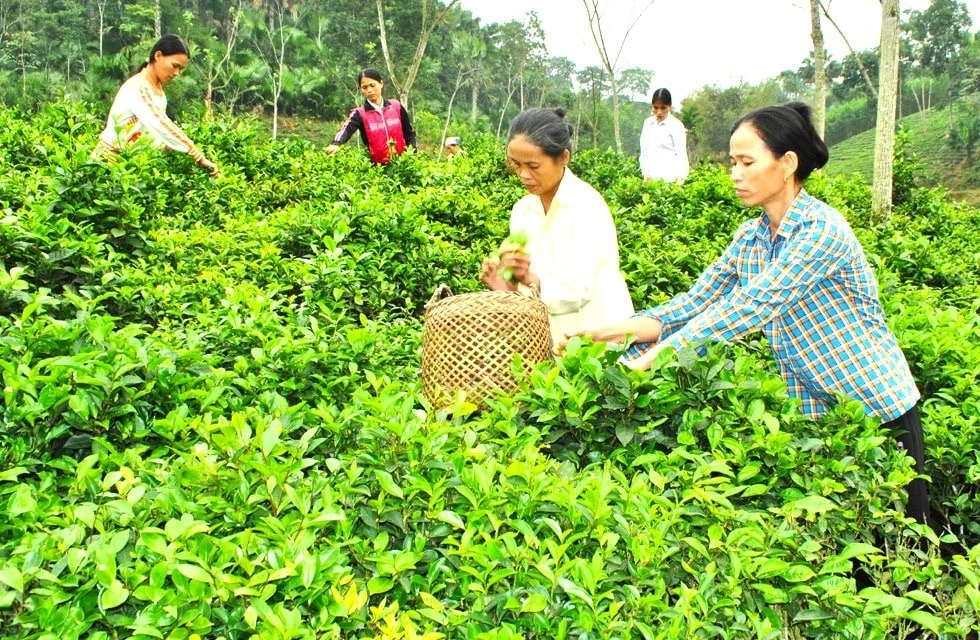 Với đề xuất miễn thuế sử dụng đất nông nghiệp của Bộ Tài chính sẽ mang lại nhiều lợi ích cho cá nhân, hộ gia đình, tổ chức…
