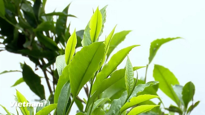 Theo người dân ở Phình Hồ, chè muốn ngon phải được hái lúc vẫn còn hơi sương.