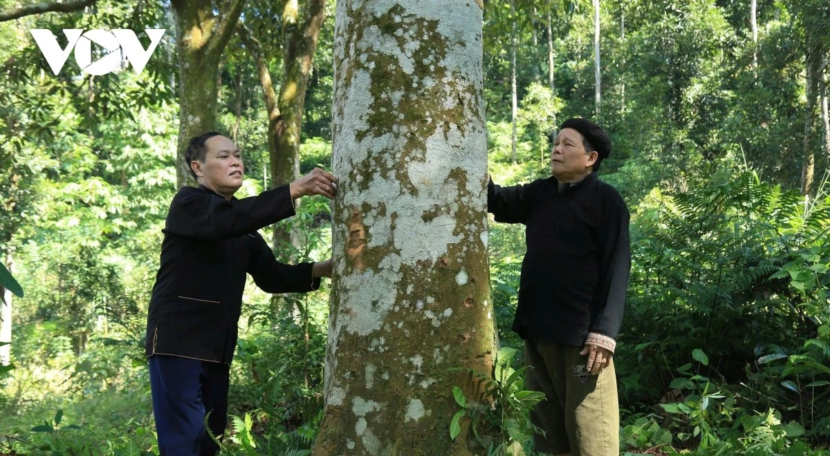 nguoi-dan-dia-phuong-goi-cay-que-la.jpg