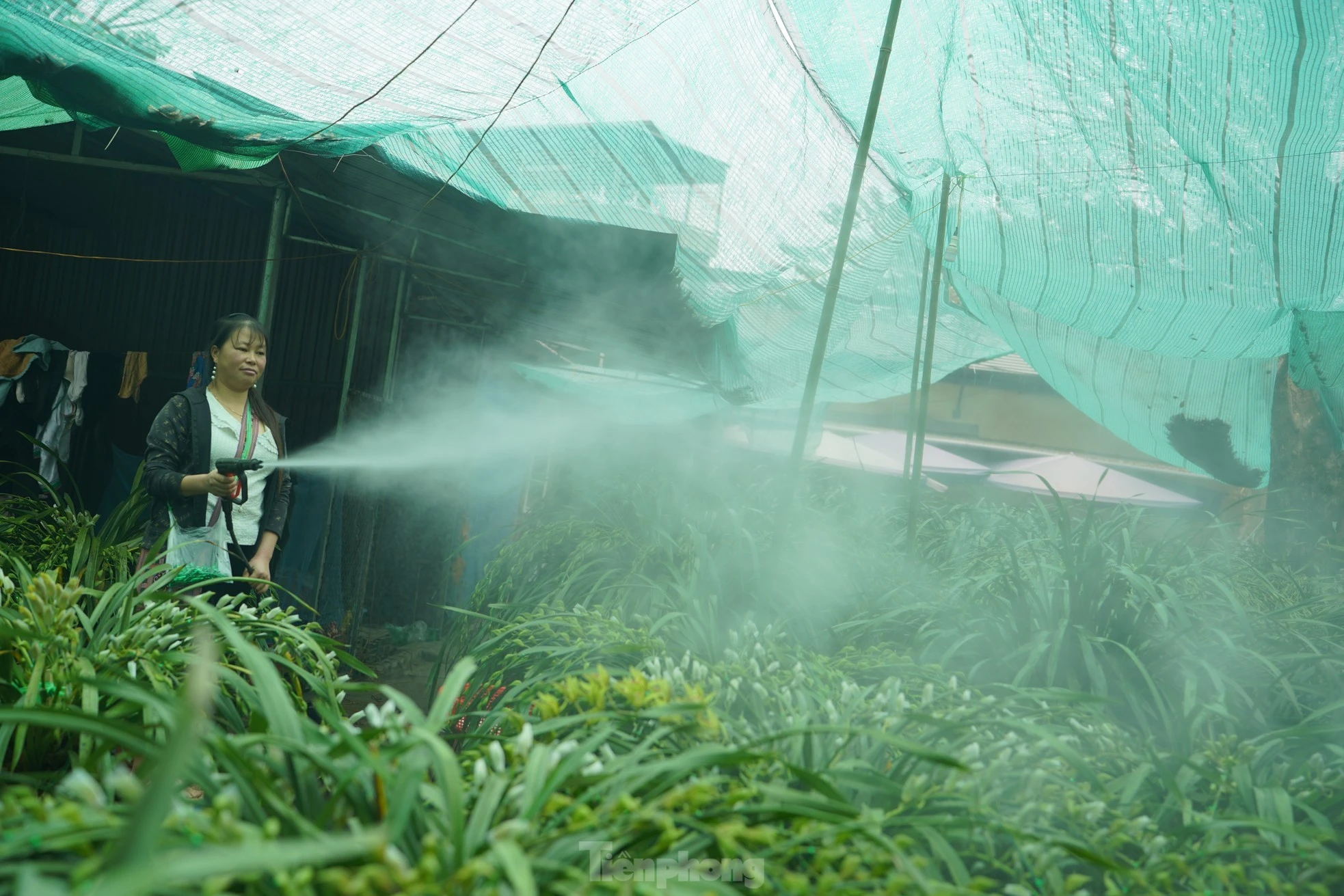 Lan Trần Mộng ưa độ ẩm cao nên phải tưới nước thường xuyên.