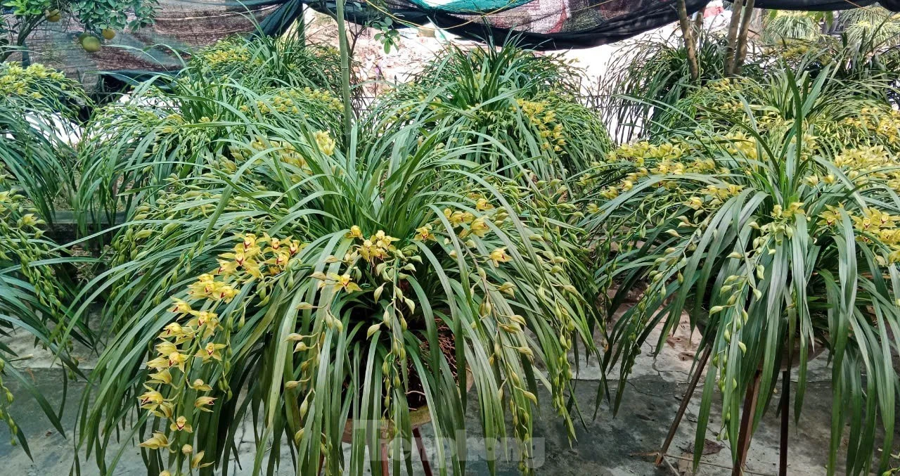 Lan Trần Mộng là loài địa lan hiếm, đẹp quyến rũ, cành và hoa cong rủ duyên dáng. Hoa lan Trần Mộng thường nở vào mùa đông sang tới đầu xuân. Với quan niệm một chậu lan nở rực rỡ, cành lá xum xuê tượng trưng cho sự no ấm và may mắn nên rất nhiều người ưa chuộng, trưng bày trong dịp tết Nguyên đán.
