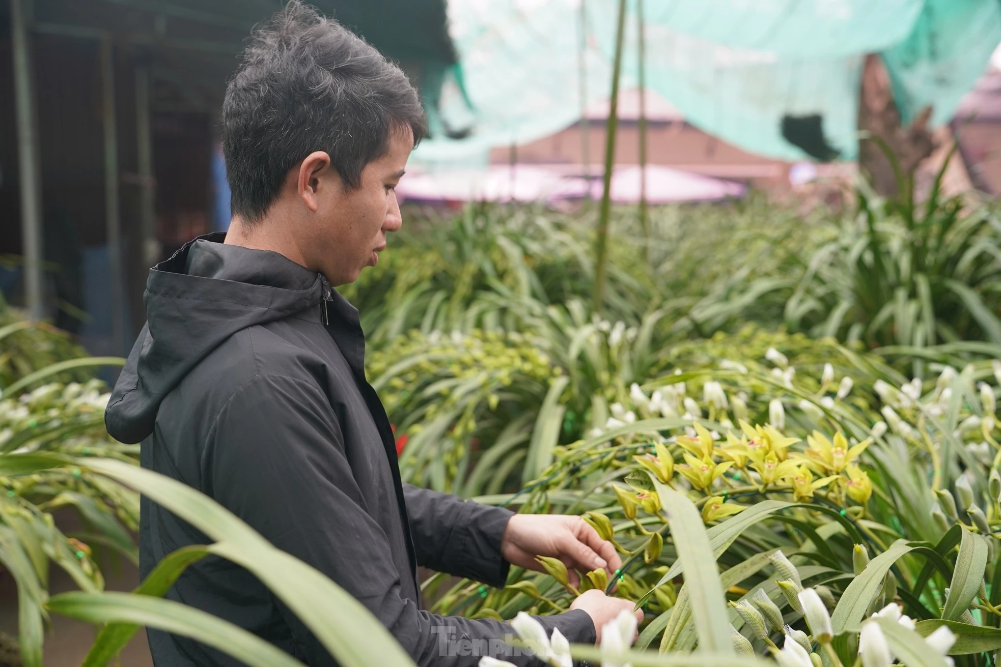 Địa lan Trần Mộng Sa Pa được nhiều người tiêu dùng có thu nhập cao chọn mua chơi tết hoặc làm quà tặng vì hoa đẹp, nở 2 - 3 tháng mới tàn và có hương thơm nhẹ nhàng rất quyến rũ.