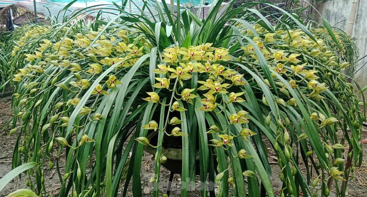 Tương truyền, vua Trần Anh Tông ngủ mơ thấy được xem một loài địa lan lạ, hoa rất đẹp và thơm. Khi tỉnh giấc, có người mang tiến vua một chậu lan như trong giấc mộng. Loài lan quý được mang tên địa lan Trần Mộng.