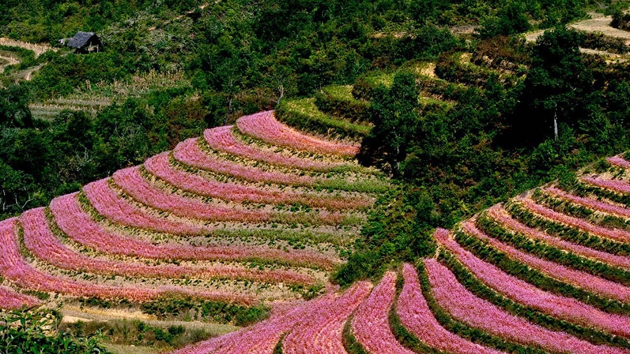 mua-hoa-tam-giac-mach-ha-giang-ngam-nhin-mot-ha-giang-ruc-ro-dip-cuoi-nam-01-1642692940.jpg