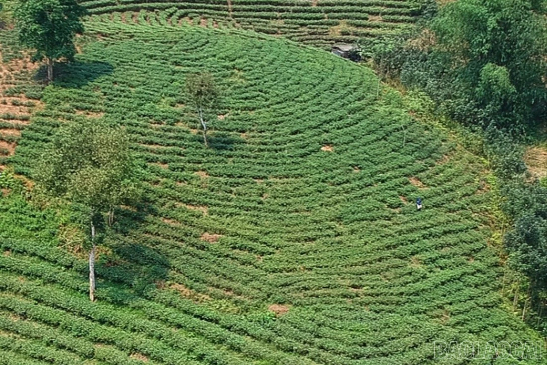 baolaocai-br-anhq2.jpg