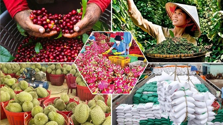 Phân hạng sản phẩm OCOP theo 5 hạng.