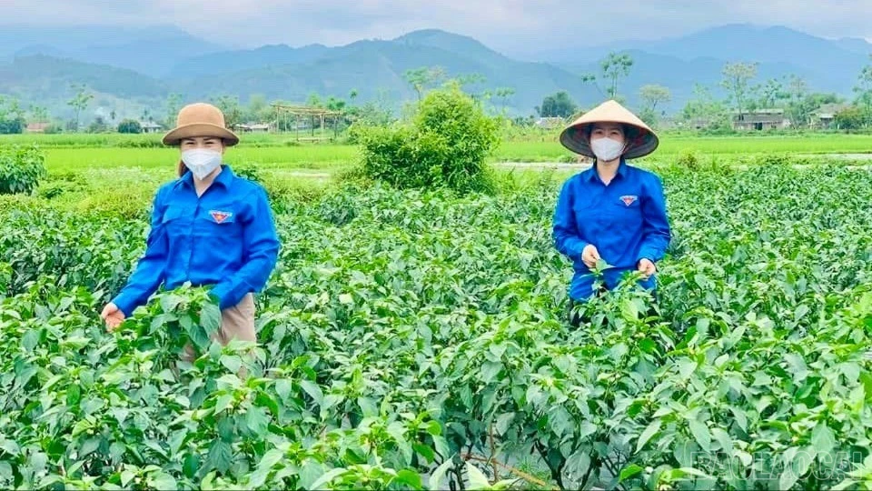 baolaocai-br-z7413676639795-6a36496c26d4ea00079a162da91240e8.jpg