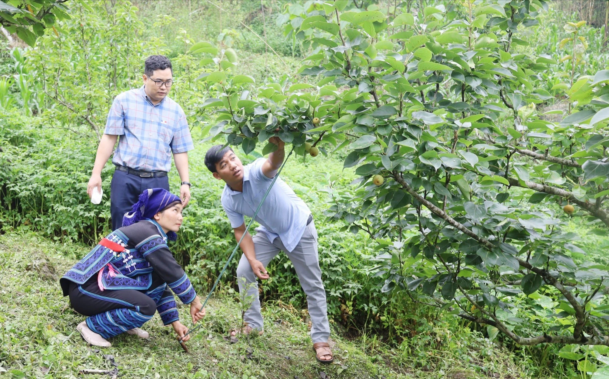 can-bo-phong-nong-nghiep-va-moi-truong-huyen-huong-dan-nguoi-dan-vin-canh-tao-tan-cay-le.jpg