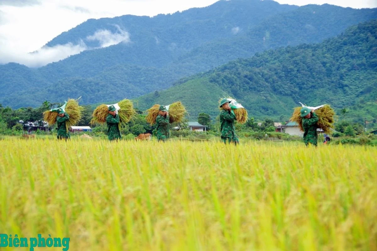 Cán bộ, Đoàn viên, thanh niên Đồn Biên phòng cửa khẩu A Đớt, BĐBP thành phố Huế giúp người dân thu hoạch lúa.