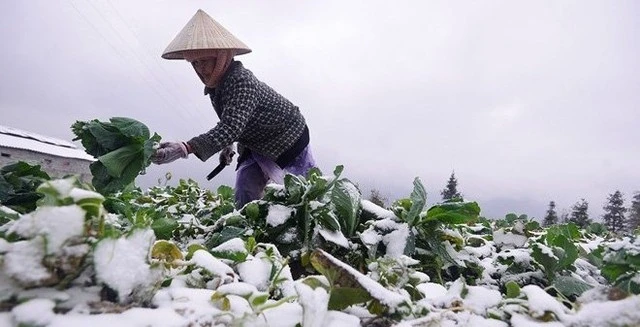 Miền Bắc sẽ đón nhiều đợt rét liên tục từ nay đến đầu tháng 1/2025.