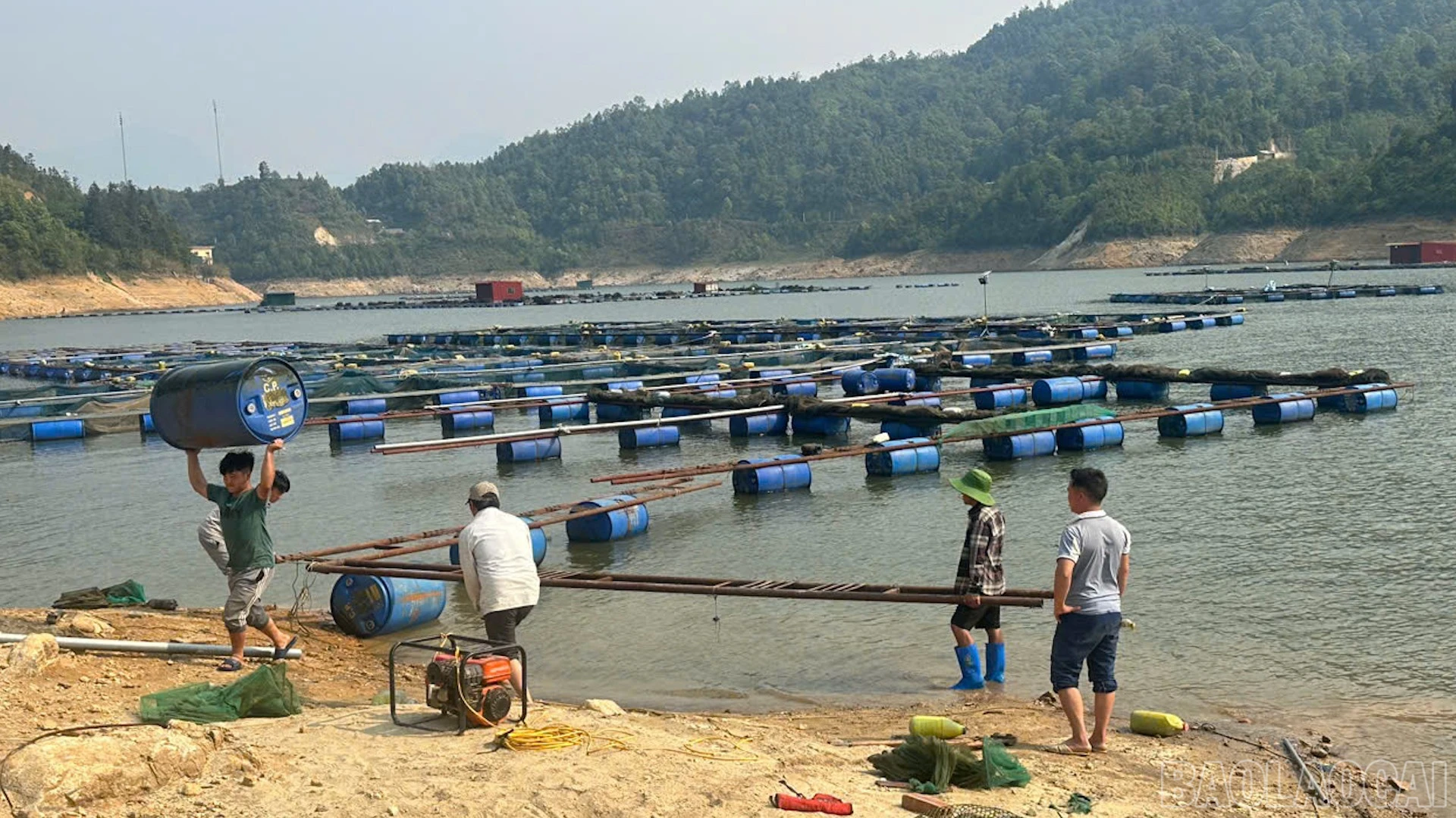 baolaocai-br_z5.jpg