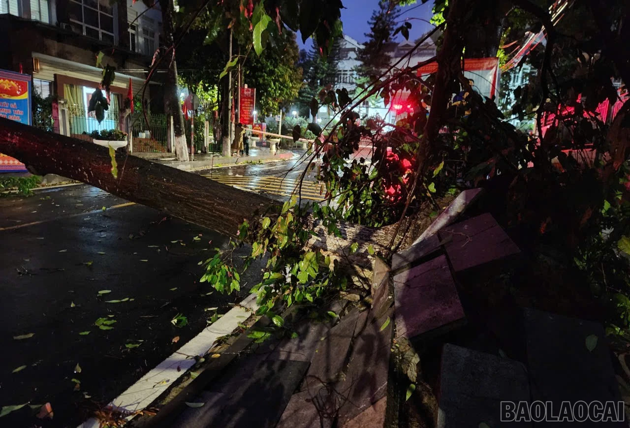 baolaocai-br_12.jpg