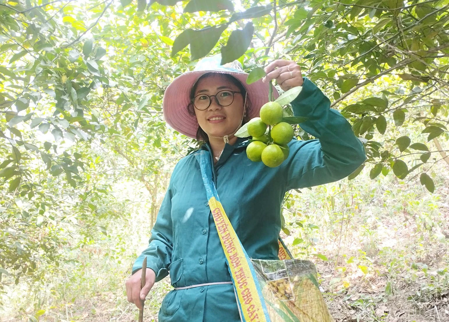 baolaocai-br_tcp-3.jpg